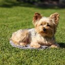 Dog basking in the sun  screen for extension Chrome web store in OffiDocs Chromium