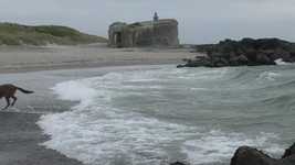 Free download Dog Belgian Shepherd Water -  free video to be edited with OpenShot online video editor