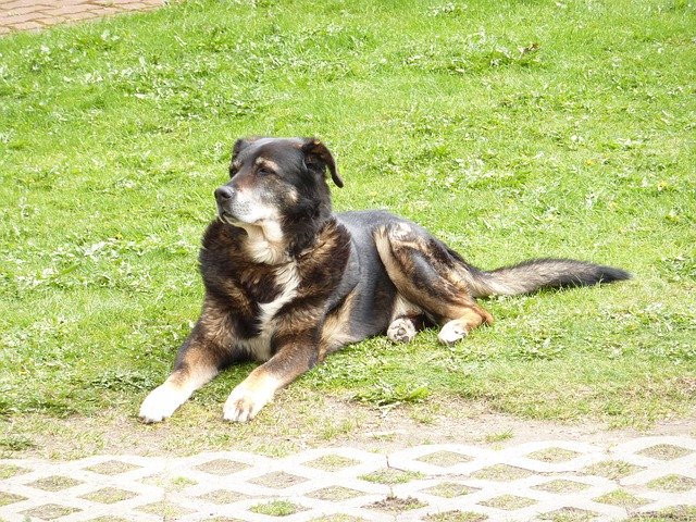 Free download dog bernese mountain berner free picture to be edited with GIMP free online image editor