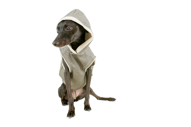 Bezpłatne pobieranie Dog Black Pet - bezpłatne zdjęcie lub obraz do edycji za pomocą internetowego edytora obrazów GIMP