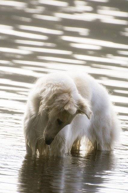 Bezpłatne pobieranie darmowego szablonu zdjęć Dog Borzoi Water do edycji za pomocą internetowego edytora obrazów GIMP
