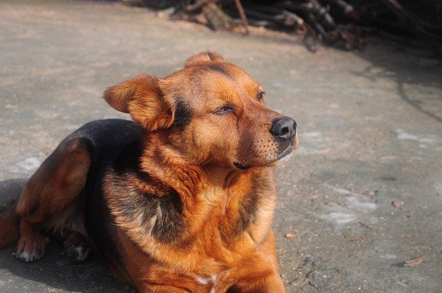 Muat turun percuma gambar percuma haiwan mamalia anjing anjing untuk diedit dengan editor imej dalam talian percuma GIMP