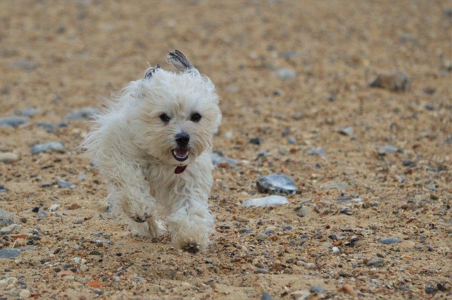 Bezpłatne pobieranie darmowego szablonu zdjęć Dog Canine Running do edycji za pomocą internetowego edytora obrazów GIMP