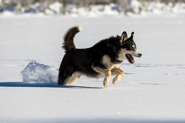 Scarica gratuitamente l'immagine gratuita di cane canino che corre neve lago freddo da modificare con l'editor di immagini online gratuito GIMP