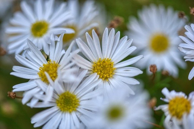 Free download dog chamomile anthemis composites free picture to be edited with GIMP free online image editor