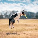 Dog chews plate  screen for extension Chrome web store in OffiDocs Chromium