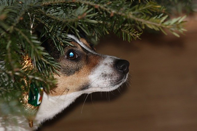Unduh gratis Pohon Natal Anjing - templat foto gratis untuk diedit dengan editor gambar online GIMP