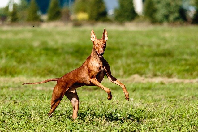 Scarica gratuitamente l'immagine gratuita del cane cirnecodell etna che corre da modificare con l'editor di immagini online gratuito GIMP