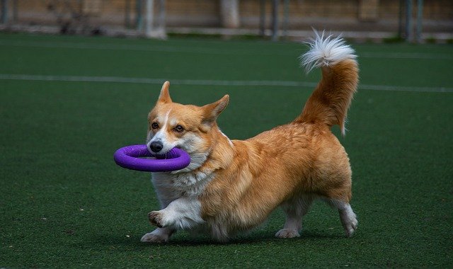 犬のコーギー ペットのおもちゃの敏捷性を無料でダウンロード GIMP 無料のオンライン画像エディターで編集できる無料画像