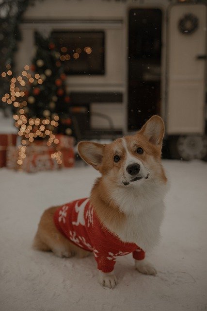 Unduh gratis gambar anjing corgi sweater natal rumah gratis untuk diedit dengan editor gambar online gratis GIMP