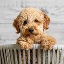 Dog Cuties  screen for extension Chrome web store in OffiDocs Chromium