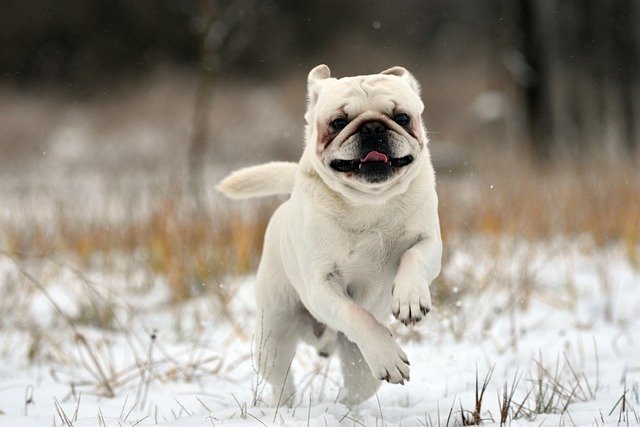 Gratis download dog doggy home animal white game gratis foto om te bewerken met GIMP gratis online afbeeldingseditor