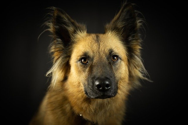 Scarica gratuitamente l'immagine gratuita di cane ritratto di cane animale domestico mammifero da modificare con l'editor di immagini online gratuito GIMP