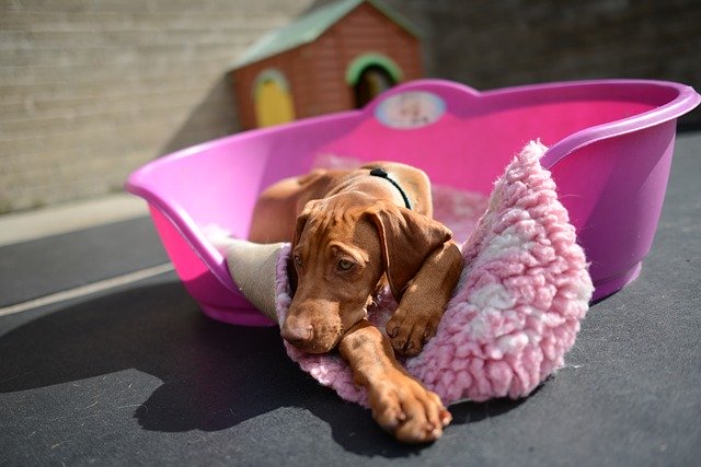 Free download dog dog vizsla puppy vizla free picture to be edited with GIMP free online image editor