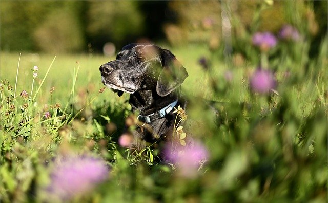 Free download dog domestic animal portrait meadow free picture to be edited with GIMP free online image editor