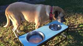 Bezpłatne pobieranie Dog Eating Bowl Rottweiler X - darmowy film do edycji za pomocą internetowego edytora wideo OpenShot