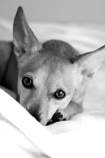 Free download dog eb animal pets nature free picture to be edited with GIMP free online image editor