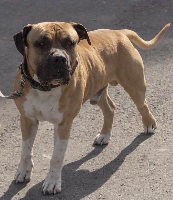 Free download dog eb pets animal four legged free picture to be edited with GIMP free online image editor