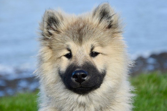 Free download dog eurasier eurasier olaf free picture to be edited with GIMP free online image editor
