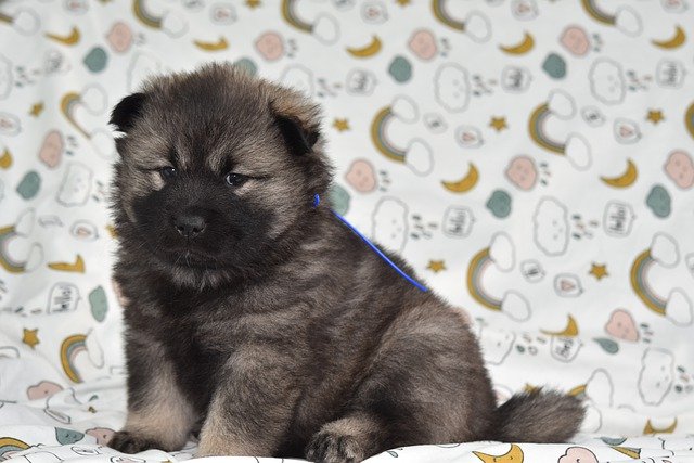 Free download dog eurasier puppy baby dog free picture to be edited with GIMP free online image editor