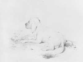 Free download Dog (from McGuire Scrapbook) free photo or picture to be edited with GIMP online image editor