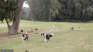 Free download Dog Gifs free photo or picture to be edited with GIMP online image editor
