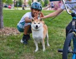 Free download Doggo Bunny Ears free photo or picture to be edited with GIMP online image editor