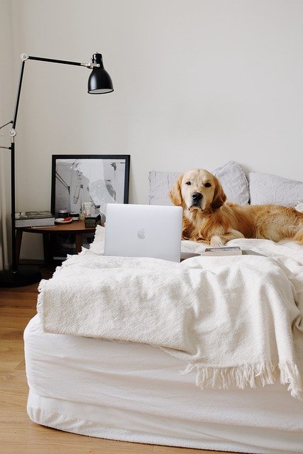 Free download dog golden retriever laptop room free picture to be edited with GIMP free online image editor