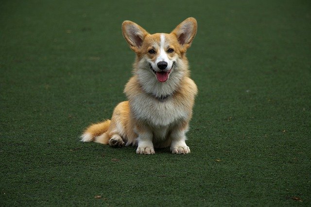 犬の緑の背景の肖像画コーギーを無料ダウンロード GIMP 無料オンライン画像エディターで編集できる無料画像