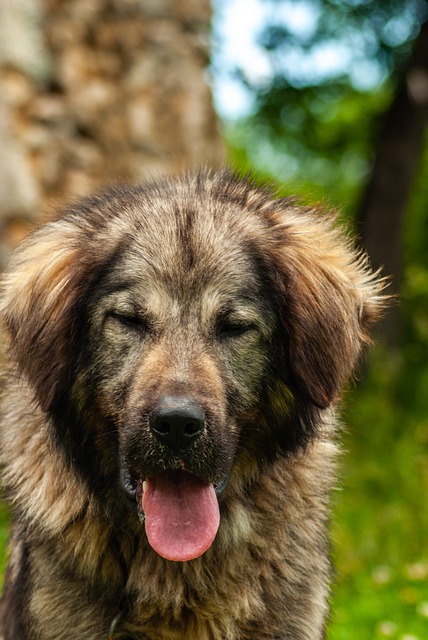 Gratis download hond waakhond dier huisdier gratis foto om te bewerken met GIMP gratis online afbeeldingseditor