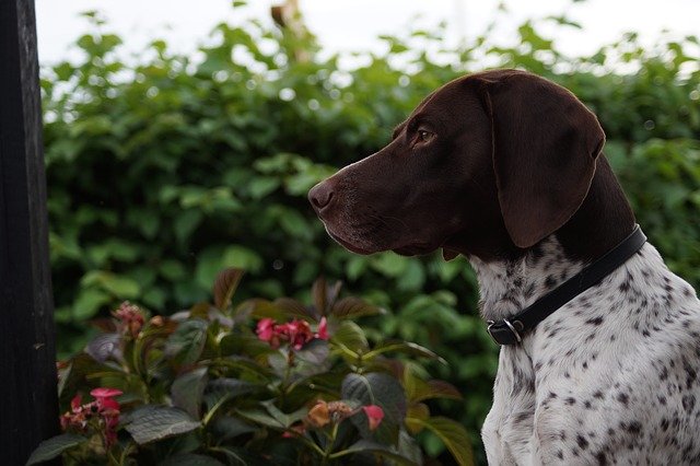Free download dog guard home outdoor flower free picture to be edited with GIMP free online image editor