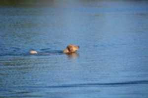 Free download Doggy Swim free photo or picture to be edited with GIMP online image editor