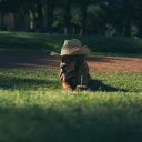 Dog in a Hat  screen for extension Chrome web store in OffiDocs Chromium