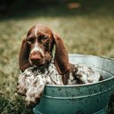 Dog in the Bucket  screen for extension Chrome web store in OffiDocs Chromium