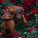 Dog in the flower garden  screen for extension Chrome web store in OffiDocs Chromium