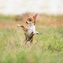 Dog jumping  screen for extension Chrome web store in OffiDocs Chromium