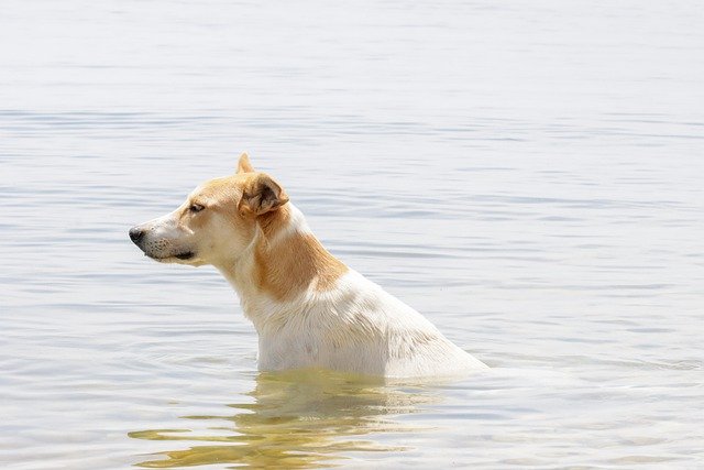 Free download dog lake swim cooling down water free picture to be edited with GIMP free online image editor