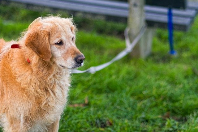 Descărcare gratuită lesă de câine canin animale domestice poza gratuită pentru a fi editată cu editorul de imagini online gratuit GIMP