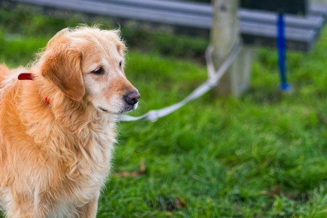 Free download dog leash canine pet domestic free picture to be edited with GIMP free online image editor