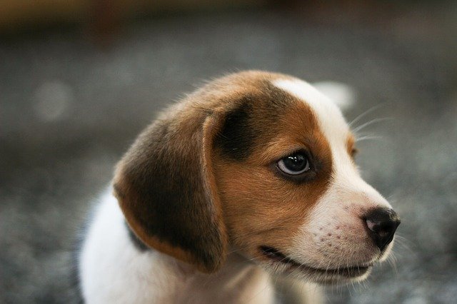 Free download dog little puppy 35 days free picture to be edited with GIMP free online image editor