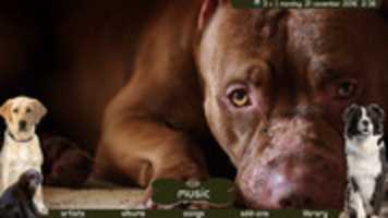 Free download doglovers free photo or picture to be edited with GIMP online image editor