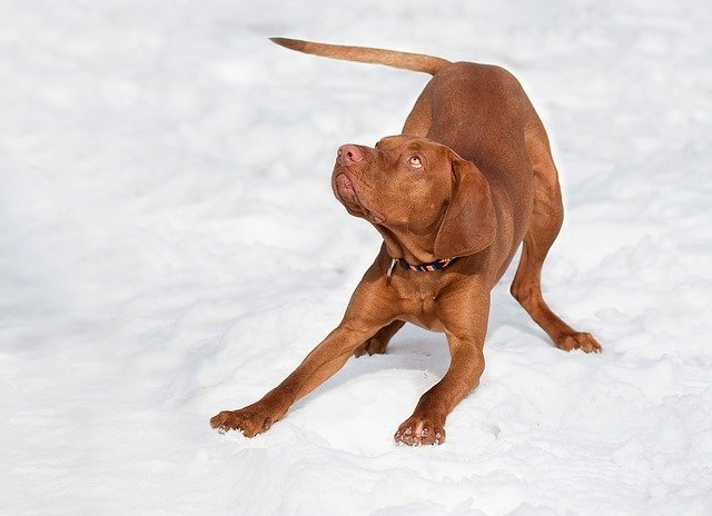 Bezpłatne pobieranie psa magyar vizsla brown snow darmowe zdjęcie do edycji za pomocą bezpłatnego internetowego edytora obrazów GIMP