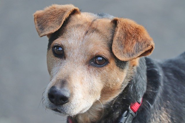 Baixe gratuitamente imagem gratuita de animal doméstico de cão de raça mista para ser editada com o editor de imagens on-line gratuito do GIMP