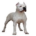 Dogo Argentino  screen for extension Chrome web store in OffiDocs Chromium
