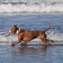 Dog on the beach  screen for extension Chrome web store in OffiDocs Chromium