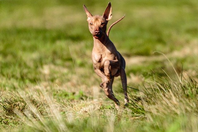 ດາວໂຫລດຮູບຫມາ Peruvian hairless ແລ່ນຟຣີເພື່ອແກ້ໄຂດ້ວຍ GIMP ບັນນາທິການຮູບພາບອອນໄລນ໌ຟຣີ