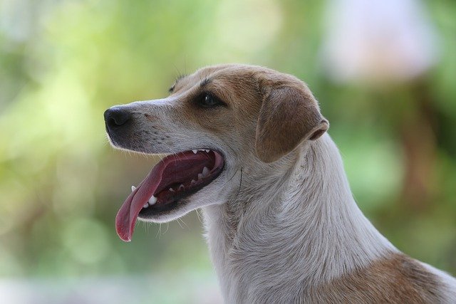 Free download dog pet animal domestic dog canine free picture to be edited with GIMP free online image editor