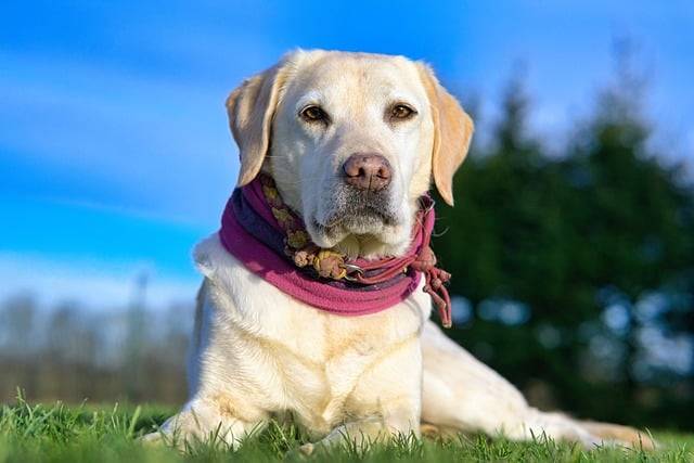Download gratuito cane animale domestico labrador ritratto immagine gratuita da modificare con l'editor di immagini online gratuito GIMP