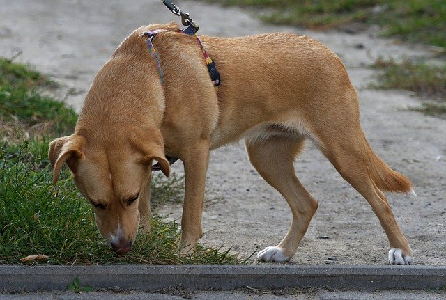 Free download dog pet animal leashed domestic free picture to be edited with GIMP free online image editor