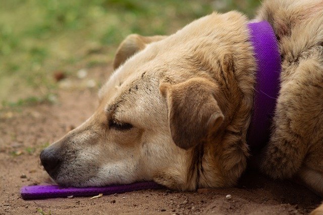 Download gratuito cane animale domestico addormentato canino immagine gratuita da modificare con l'editor di immagini online gratuito di GIMP